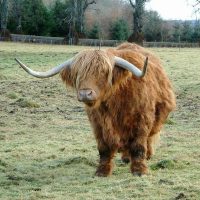 Highland coo